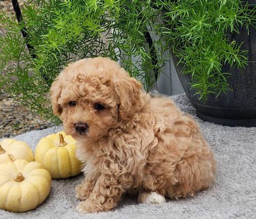 贵宾犬的日常生活（了解你的宠物，让生活更美好）