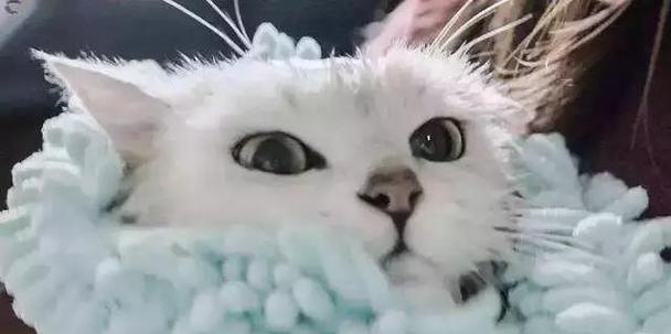 为什么猫咪都不喜欢洗澡？（探究猫咪不爱洗澡的原因及解决方法）