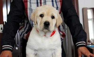 以宠物为主，让你的幼犬成为最棒的伙伴（以宠物为主，让你的幼犬成为最棒的伙伴）