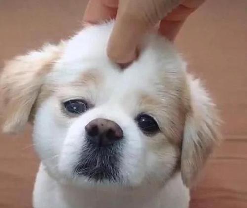 如何让你的宠物狗变得更亲人？（通过15个方法，让你的狗狗变得更亲近你）