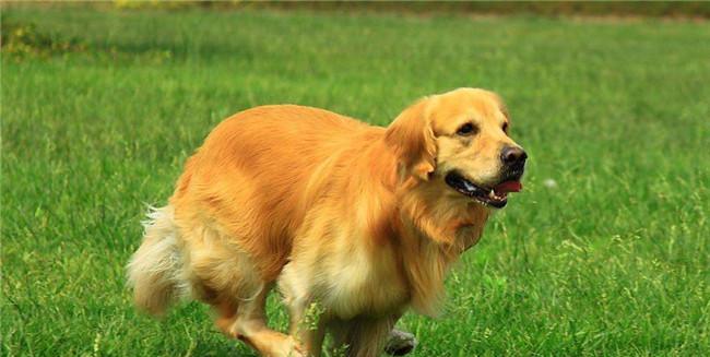 如何调教出温顺的金毛犬（以宠物为主，让金毛犬成为您最好的伴侣）
