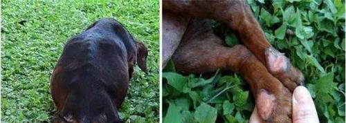教你用妙招去除腊肠犬身上的跳蚤（从宠物健康出发，简单有效的跳蚤预防和清除方法）