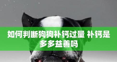 宠物狗补钙过量的危害（谨慎给狗狗补钙，避免不必要的伤害）