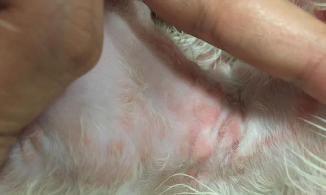 拉布拉多犬皮肤病的预防和治疗（宠物犬皮肤问题怎样解决）