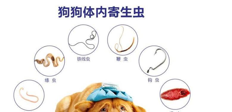 狗狗体外驱虫后需要多久才能洗澡？（洗澡前应注意什么？体外驱虫的注意事项有哪些？）