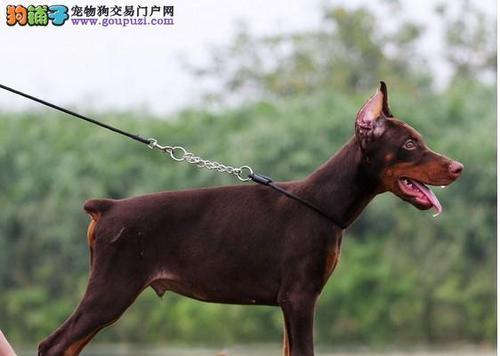 杜宾犬的基本养护知识（全面了解杜宾犬的健康饲养）