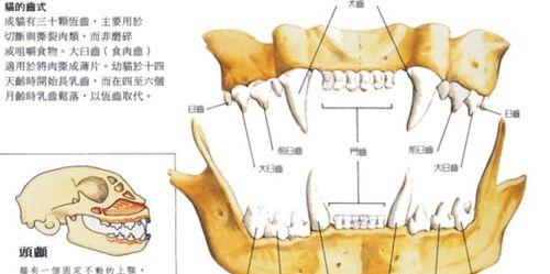 白色凤冠天竺鼠的饲养方法（宠物小白鼠的养护攻略，助你打造一个温馨家庭）