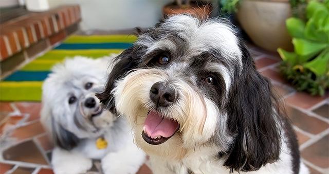 哈威那犬的饲养指南（了解该犬种特点，让你的宠物健康成长）