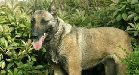 狼青犬的饲养指南（掌握这些技巧，让你的狼青犬健康成长）