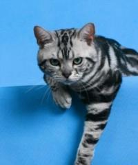 美国硬毛猫的饲养方法（打造健康快乐的猫咪生活）