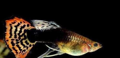 凤尾鱼的饲养方法（打造完美家庭水族箱的秘密）