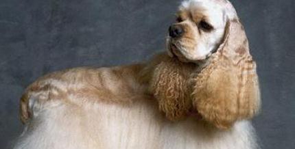美国可卡犬饲养指南（打造幸福健康的宠物生活）