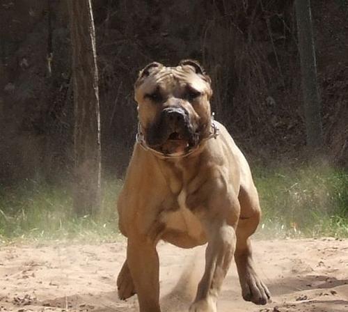 加纳利犬训练指南（如何让你的宠物成为最优秀的加纳利犬）