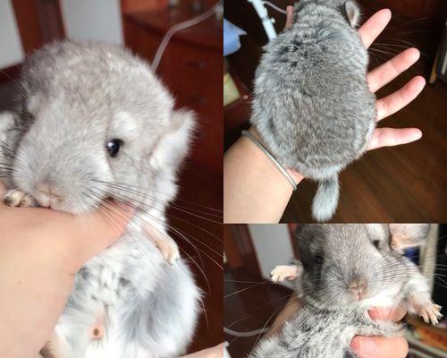 银斑龙猫的完美饲养指南（了解这1个，让你成为银斑龙猫的最佳主人）