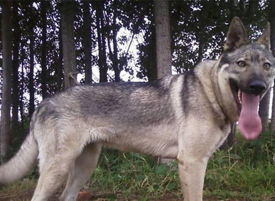 狼青犬的饲养方法（打造健康、友善的宠物生活）