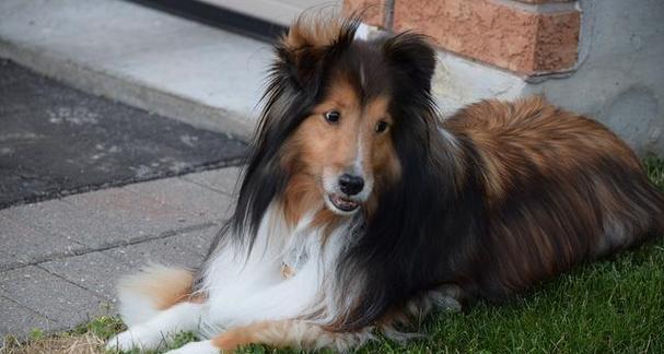 英国古代牧羊犬的饲养方法（了解这些，让你的牧羊犬更健康、听话）
