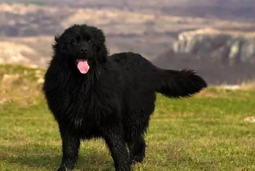 纽芬兰犬的饲养方法（照顾纽芬兰犬的秘诀，让它成为你的最佳伙伴）