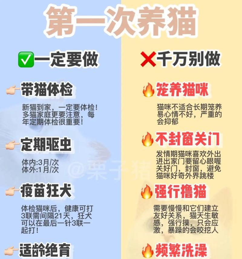 养护美国可卡犬，打造健康快乐的宠物生活（全面了解美国可卡犬饲养方法，掌握关键技巧）