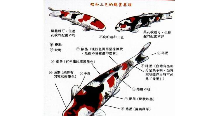 红尾鲶的饲养方法（了解红尾鲶的喜好和习性，助您成为优秀的红尾鲶饲养者）