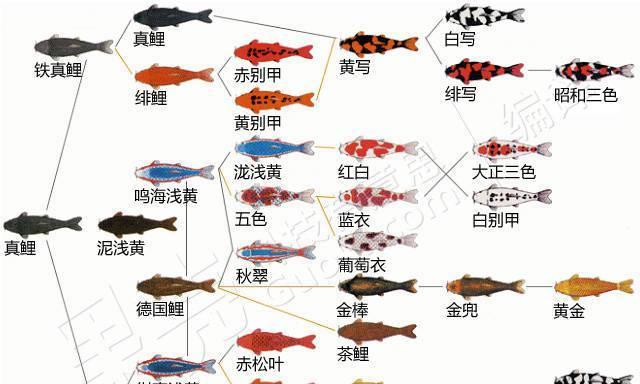 凤尾鱼的饲养方法（打造健康快乐的凤尾鱼宠物生活）