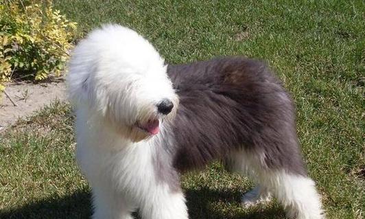 英国古代牧羊犬饲养方法（以宠物为主，打造健康快乐的生活）