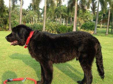 纽芬兰犬饲养全指南（如何给纽芬兰犬提供最好的护理）