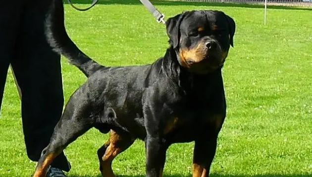 如何正确饲养洛威拿犬（关注洛威拿犬的健康和幸福）