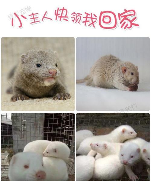 如何正确饲养貂？（掌握养貂的诀窍，做个负责的主人。）