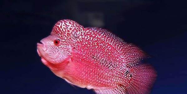 罗汉鱼的全面饲养指南（打造舒适、安全、健康的罗汉鱼水族箱生态环境）