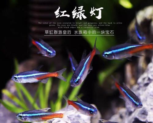 红绿灯鱼的饲养全攻略（以宠物为主，让你的红绿灯鱼健康成长）
