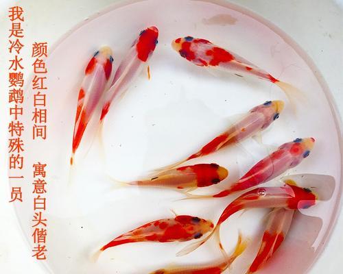 红白草金鱼的养殖方法（家庭饲养红白草金鱼的技巧和注意事项）