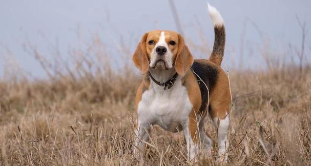哈利犬的饲养全攻略——让你的宠物健康快乐成长