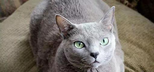 如何饲养哈瓦那棕猫？（从喂食到护理，教你打造健康快乐的宠物生活）