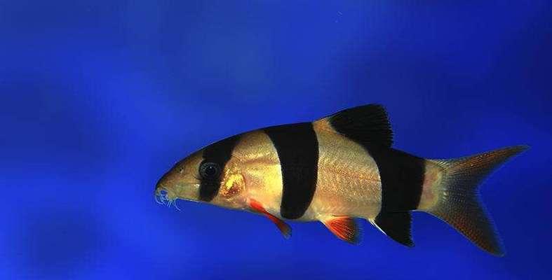 如何科学饲养三间鼠鱼（从水质控制到饲料搭配，让你的三间鼠鱼健康成长）