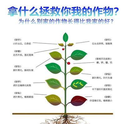 宠物养护（如何正确地饲养凯安梗？一定要知道这些！）