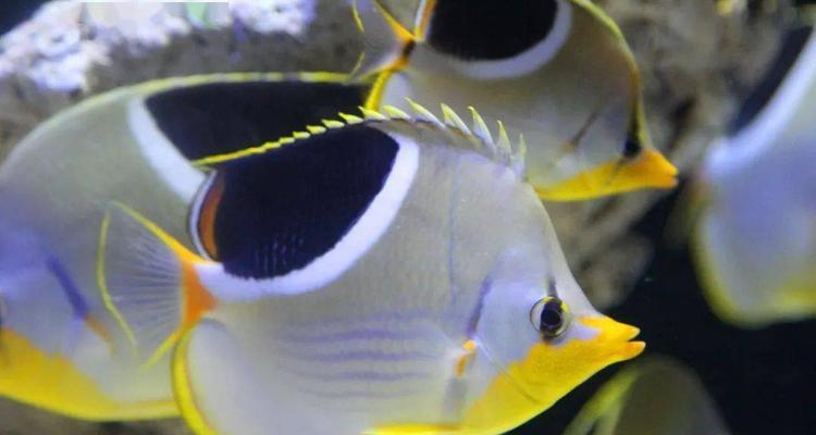 如何科学地饲养斑带蝴蝶鱼？（打造适合斑带蝴蝶鱼的水族箱环境，关注饲养技巧与注意事项）