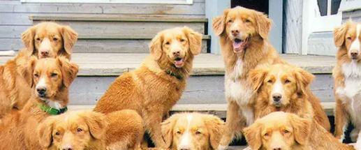新斯科舍猎鸭犬的饲养方法（如何让你的新斯科舍猎鸭犬健康成长？）