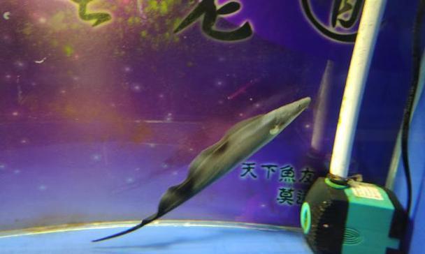 三角鲷的饲养方法（打造健康美丽的三角鲷水族箱）
