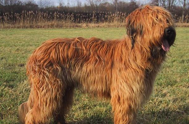 伯瑞犬的饲养方法（让你成为伯瑞犬专家的全面指南）