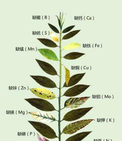 红白珍珠鳞的全面饲养指南（打造健康可爱的珍珠鳞宝宝/珍珠鳞的饲养方法和注意事项）