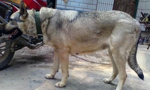 狼青犬的养护全指南（养狼青犬，从这里开始）