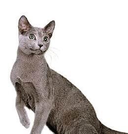 美国硬毛猫的饲养方法（打造健康可爱的美国硬毛猫生活/）