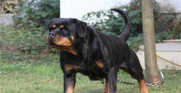 洛威拿犬饲养全指南