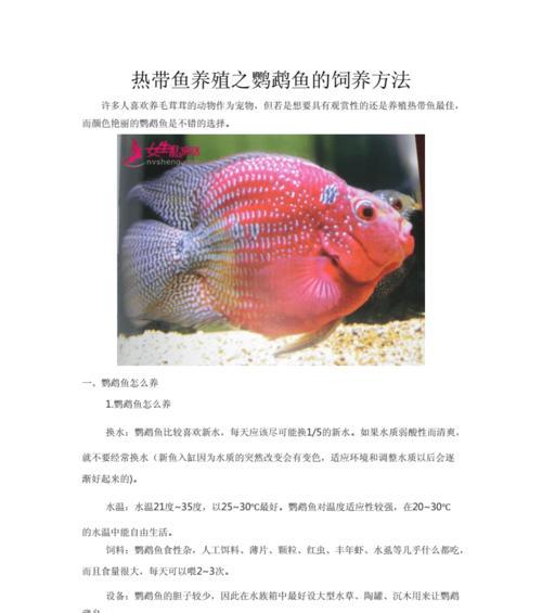 如何科学养护罗汉鱼？（细节决定鱼儿命运——以罗汉鱼为例）