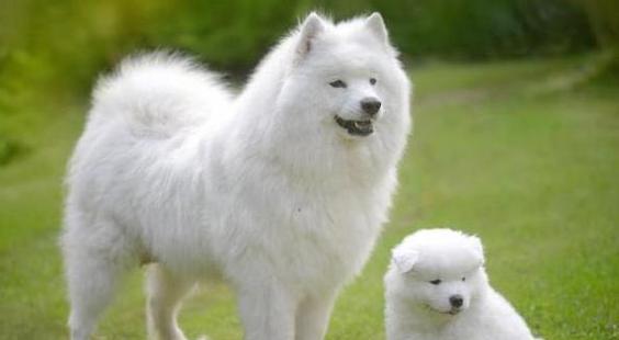 中小型犬的饲养方法（打造健康快乐的小狗生活）