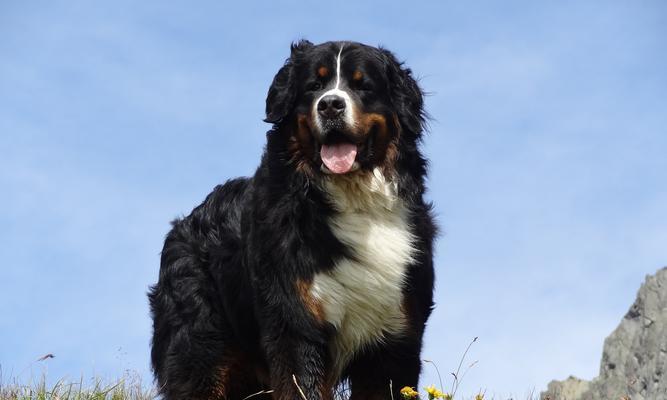 以伯恩山犬的运动和训练（培养强壮身体与稳定性格，成为理想宠物）