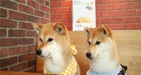 对柴犬病症的看护（一份宠物柴犬看护指南，预防与治疗）