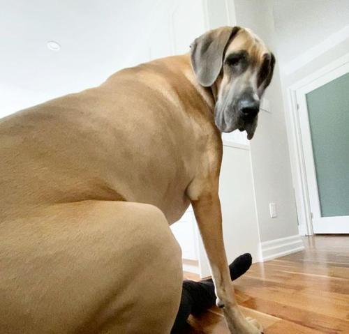 大丹犬护卫训练的全面指南（以宠物为主，教你如何训练出强悍的护卫犬）