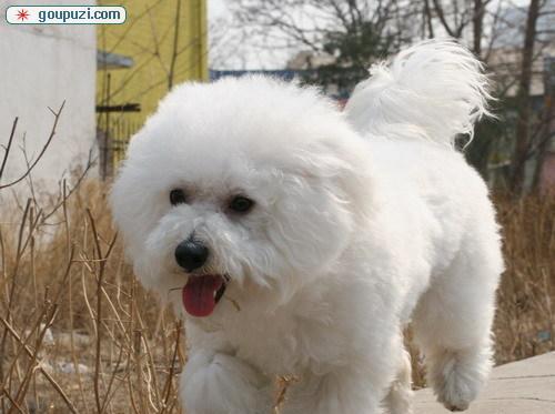 从小萌宠到成熟伴侣——比熊成犬之路（成长、训练、保健，打造可爱又健康的比熊犬）