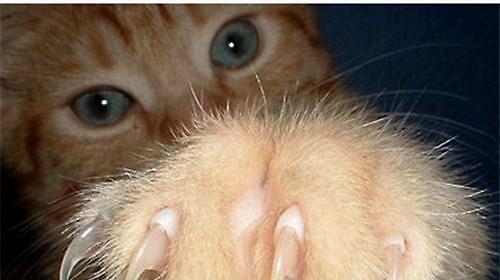 三个月大的猫咪是否能剪指甲？（猫咪的指甲修剪与保护）